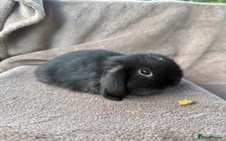 Mini Lop rabbits for sale: Miniature lop babies  - Image 2