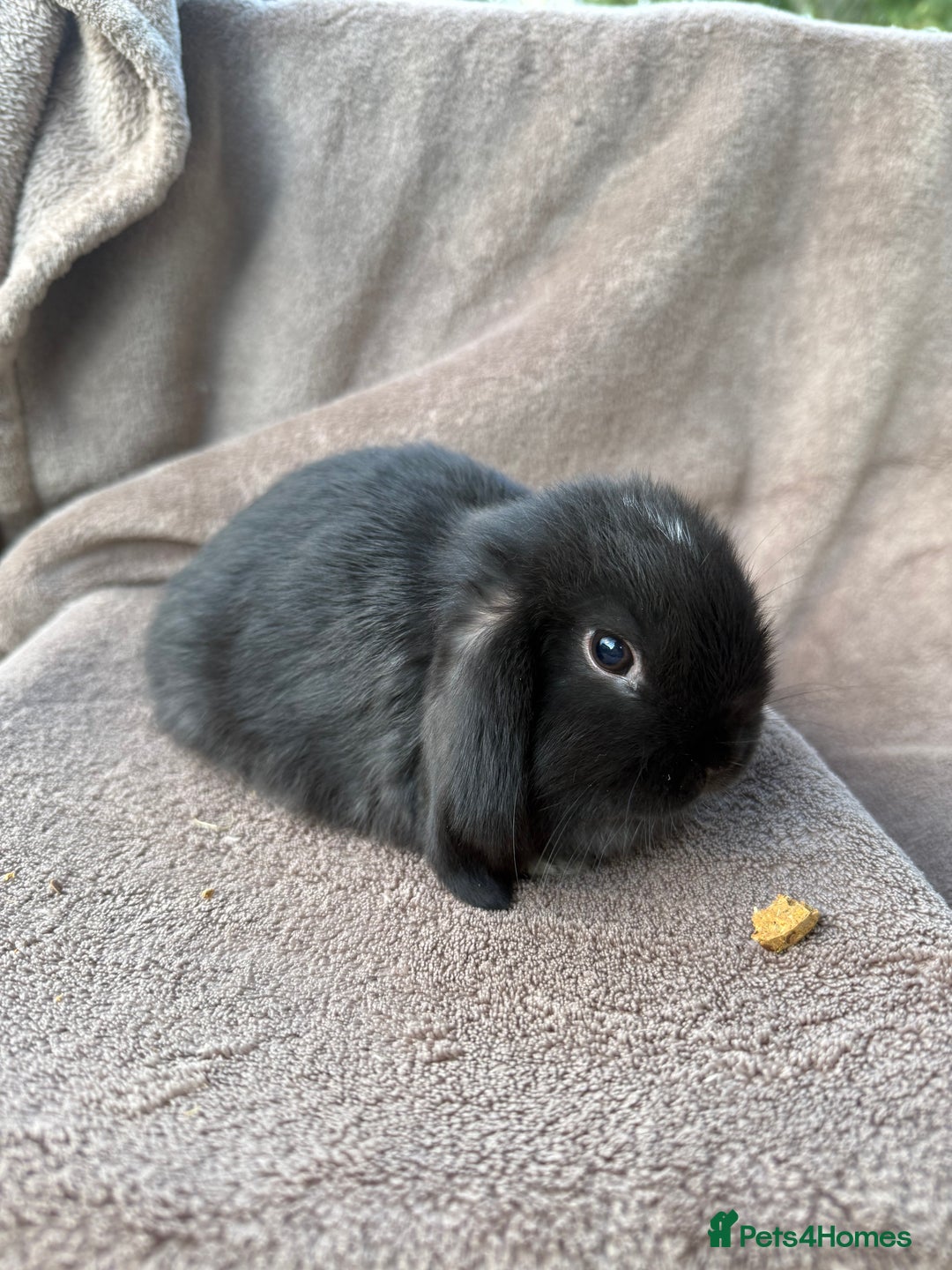 Mini Lop rabbits for sale: Miniature lop babies  - Image 2