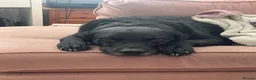 Mixed Breed dogs for sale: Black curly coated Labrador in Fleetwood - Advert 4