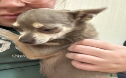 Chihuahua dogs for sale: 4 year old male Chihuhaha looking for home  - Image 2