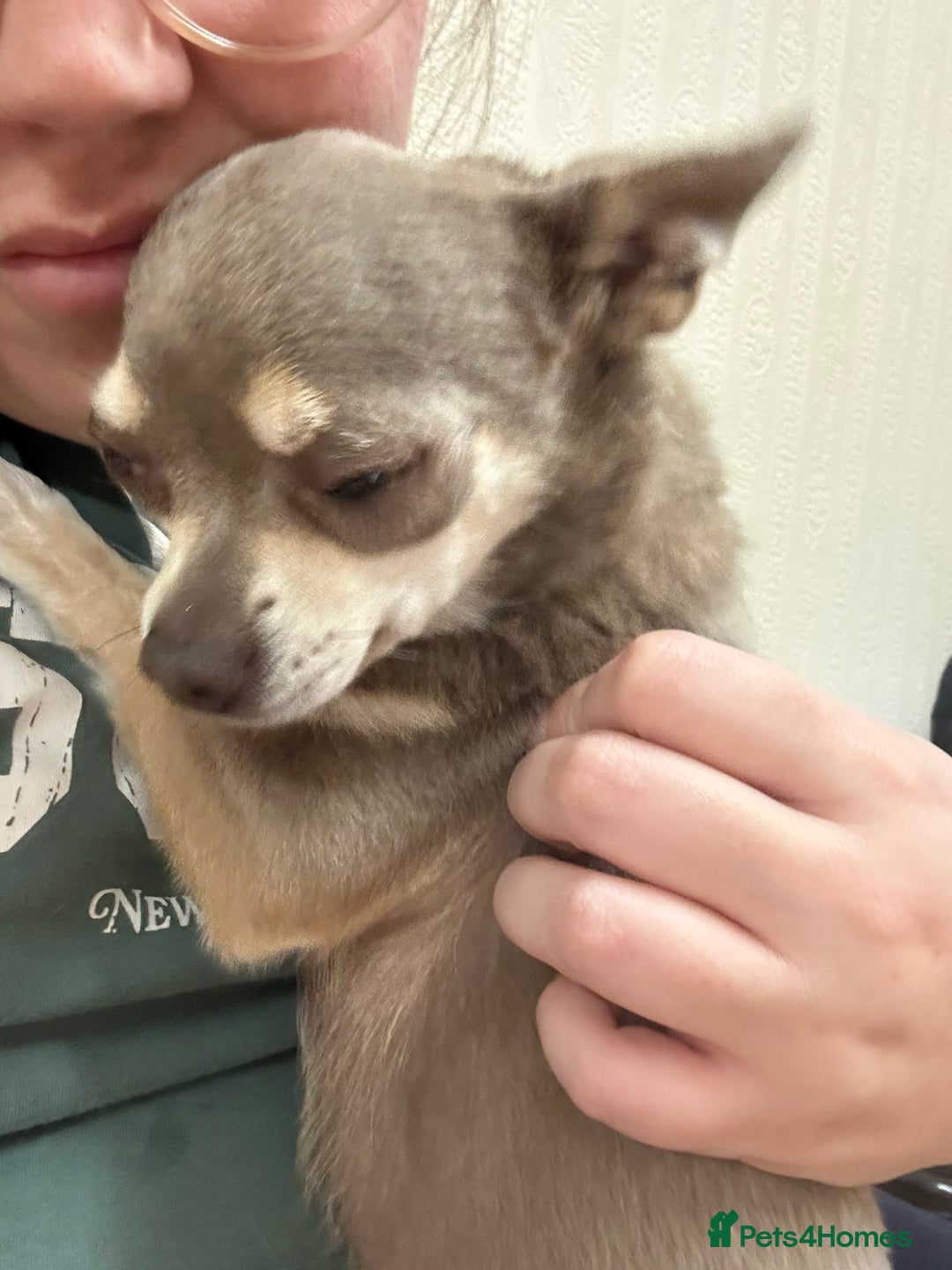Chihuahua dogs for sale: 4 year old male Chihuhaha looking for home  - Image 2