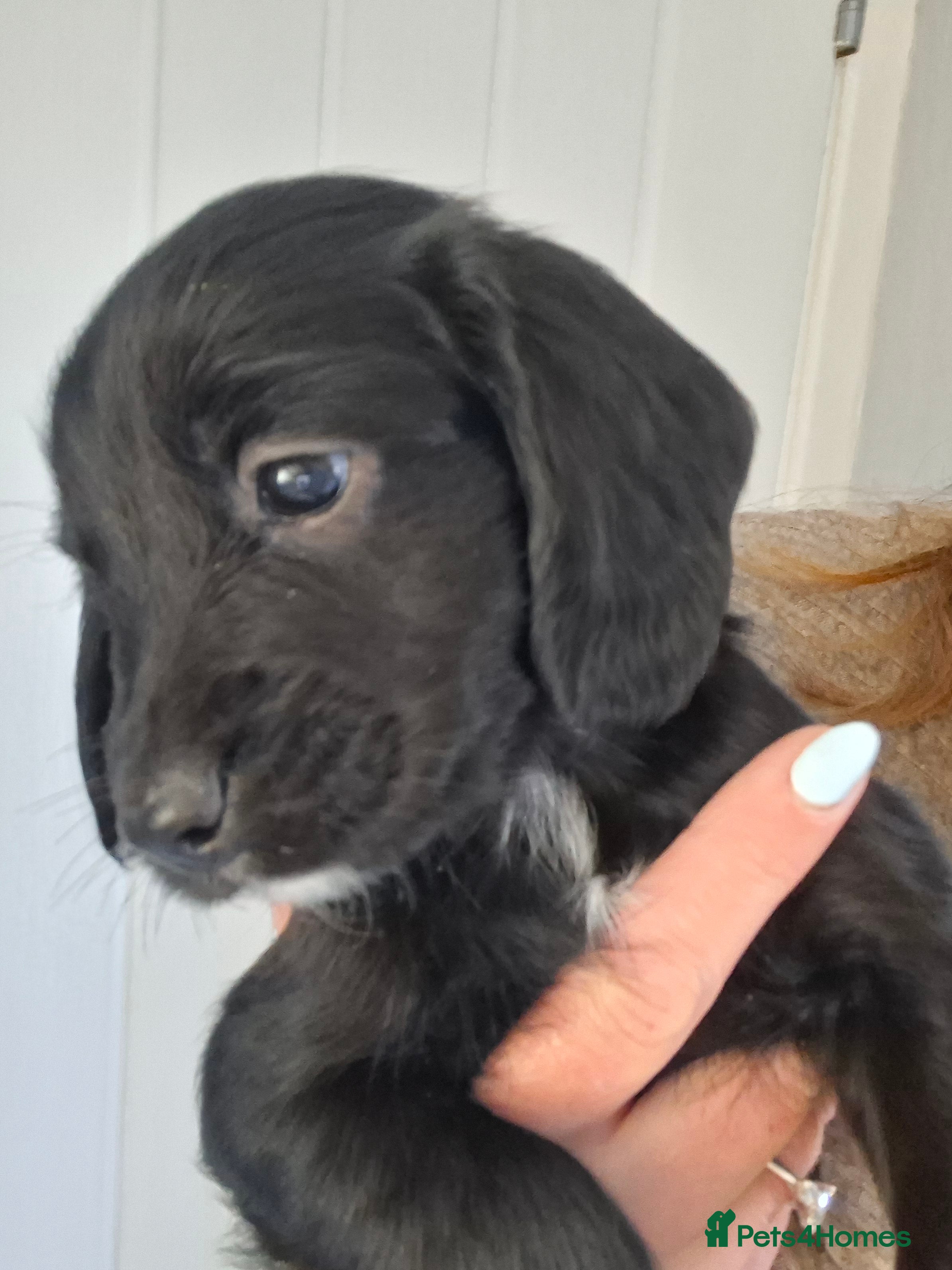 Cocker Spaniel dogs 1 black boy still available  - Advert 1