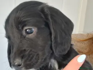 Cocker Spaniel dogs 1 black boy still available - Advert 1