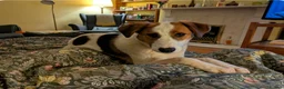 Mixed Breed dogs for adoption: MELODY ( FOSTER TO ADOPT)  - Advert 16