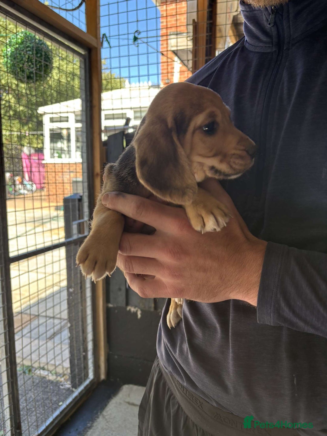 Beagle dogs for sale: 7 wonderful cocker spaniel x beagle❤️🏡 - Image 5