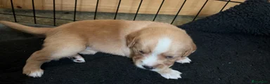 Nickname is honey