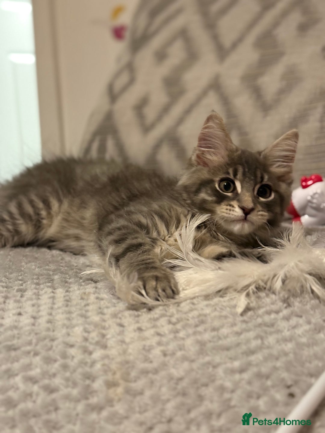 Maine Coon cats for sale: Maine Coon Kittens in Telford - Image 6