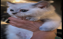 British Shorthair cats for sale: 💙❤️COLORPOINT 🐾BSH 🏆GCCF & TICA reg - Image 9