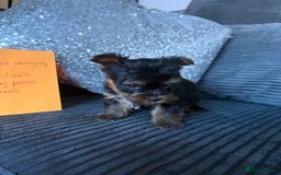 Yorkshire Terrier dogs for sale: Miniature Yorkshire terrier puppies  - Image 20
