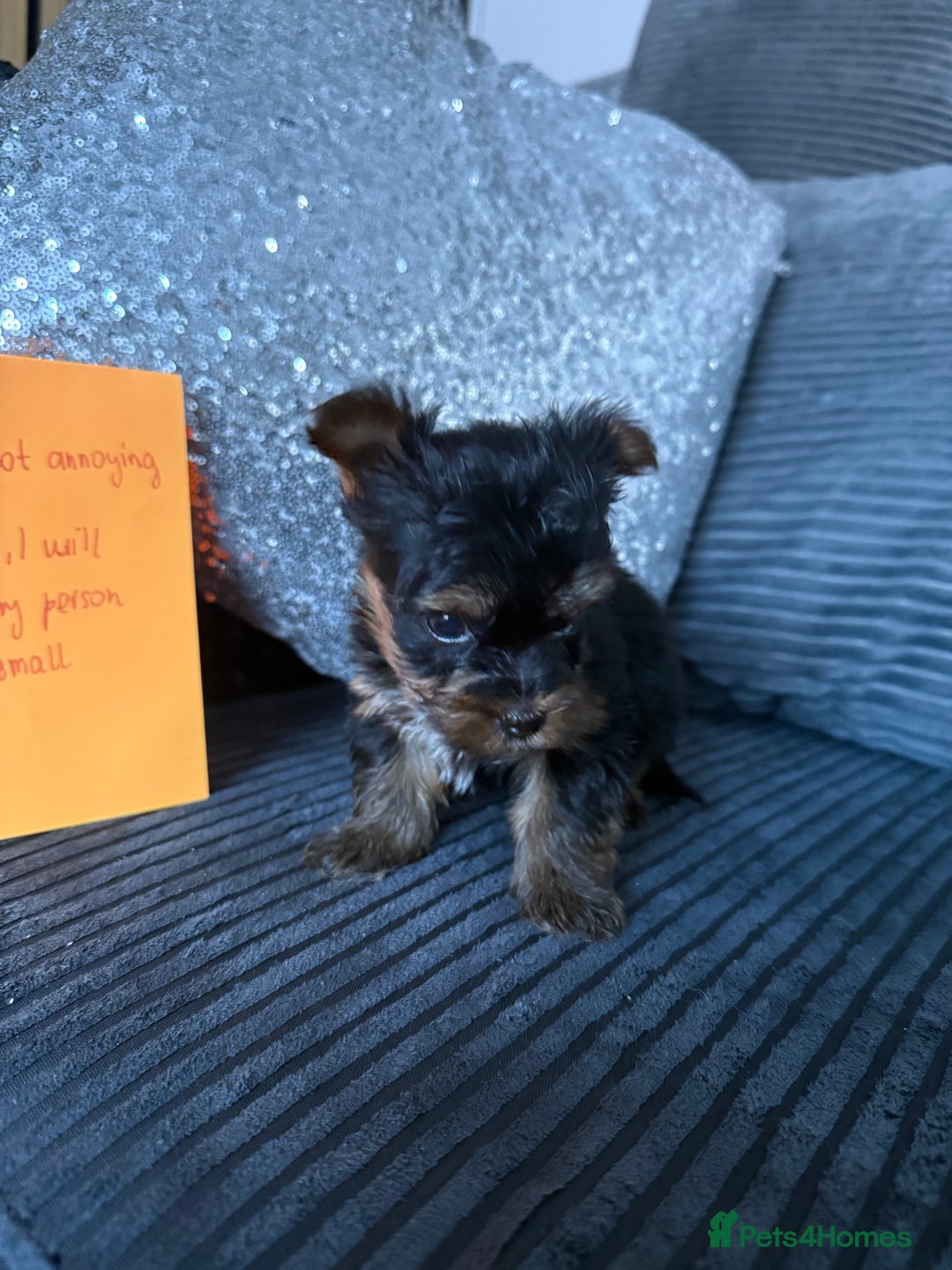 Yorkshire Terrier dogs for sale: Miniature Yorkshire terrier puppies  - Image 20