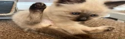 Ragdoll cats for sale: Gorgeous Ragdoll Kittens - Advert 21