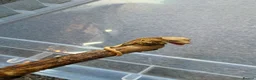 Gecko reptiles for sale: Baby crested geckos 🦎  - Advert 1
