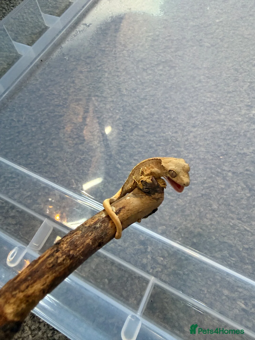 Gecko reptiles for sale: Baby crested geckos 🦎  - Advert 1