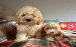 Cockapoo dogs for sale: Stunning cockapoos - Image 9
