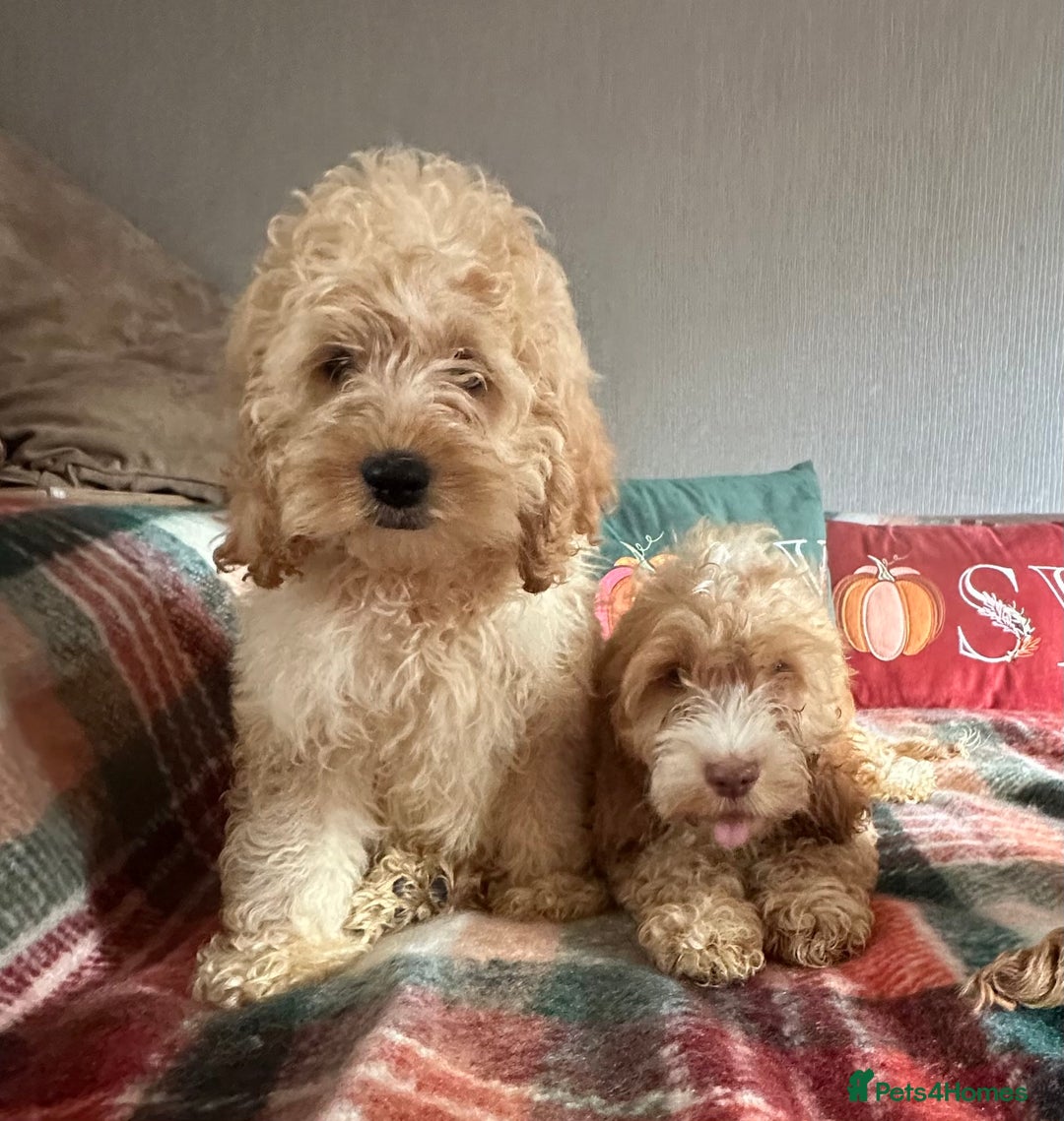 Cockapoo dogs for sale: Stunning cockapoos - Image 9