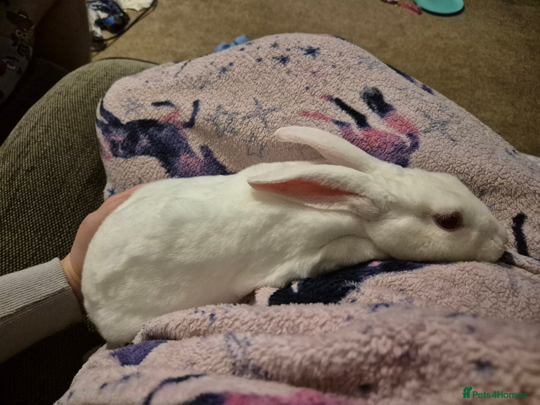 Rex rabbits for sale: Standard Rex Buck - REW. - Image 17