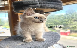 Ragdoll cats for sale: 4 beautiful ragdoll kittens  - Image 15