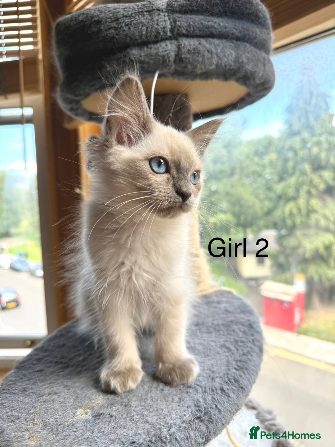 Ragdoll cats for sale: 4 beautiful ragdoll kittens  - Image 15