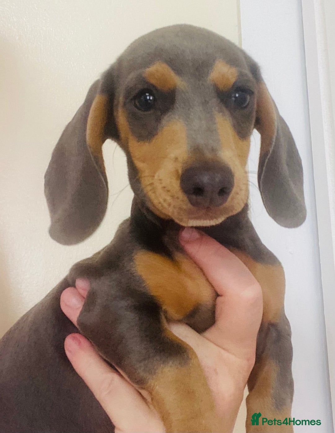 Miniature Dachshund dogs for sale: Miniature dachshunds - Image 5