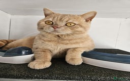 British Shorthair cats for sale: 🐾 British Shorthair Kittens – Ready Now 🐾 - Image 10