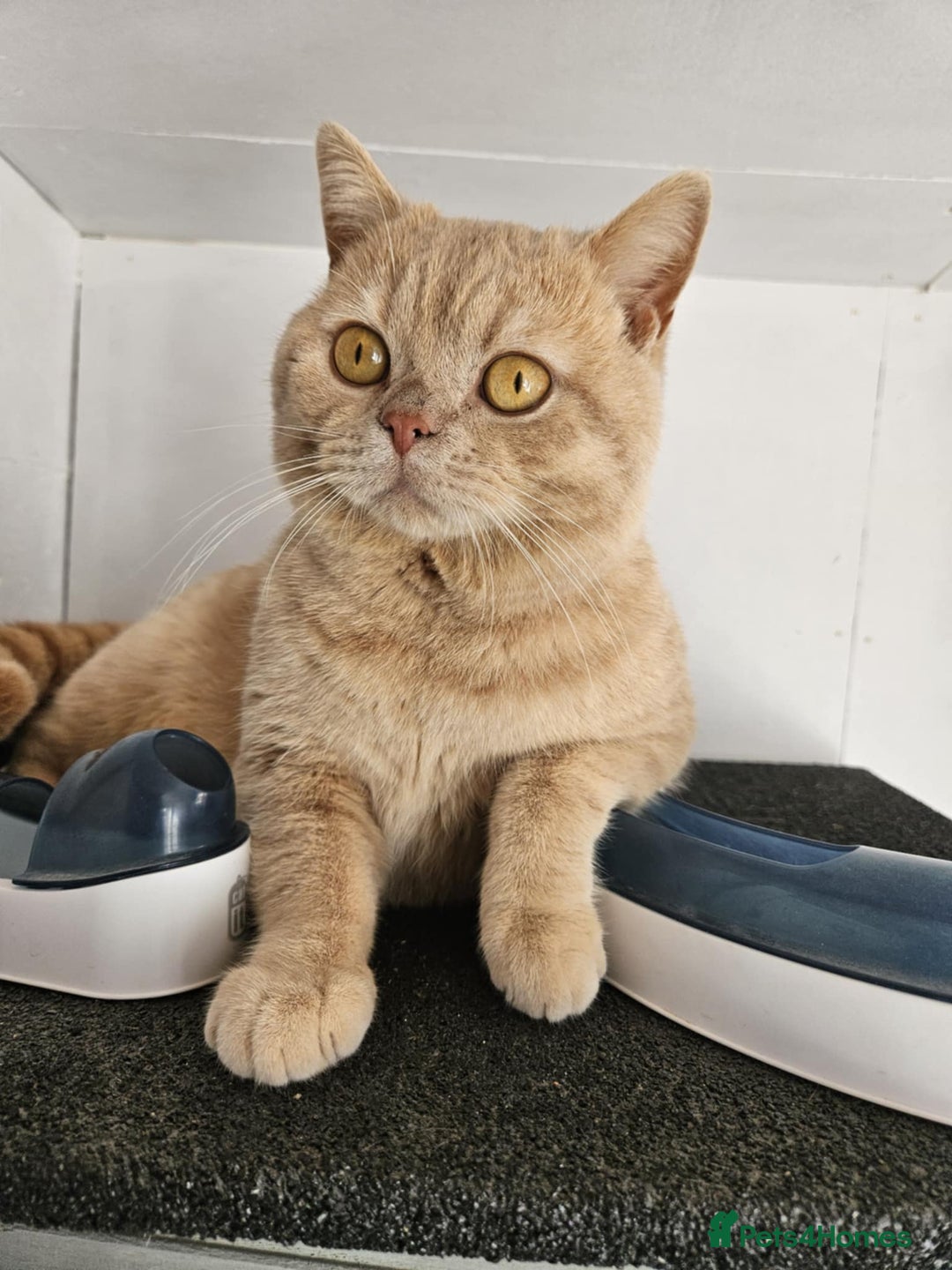 British Shorthair cats for sale: 🐾 British Shorthair Kittens – Ready Now 🐾 - Image 10