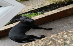 Mixed Breed dogs for sale: Saluki bull greyhound cross mali - Image 4