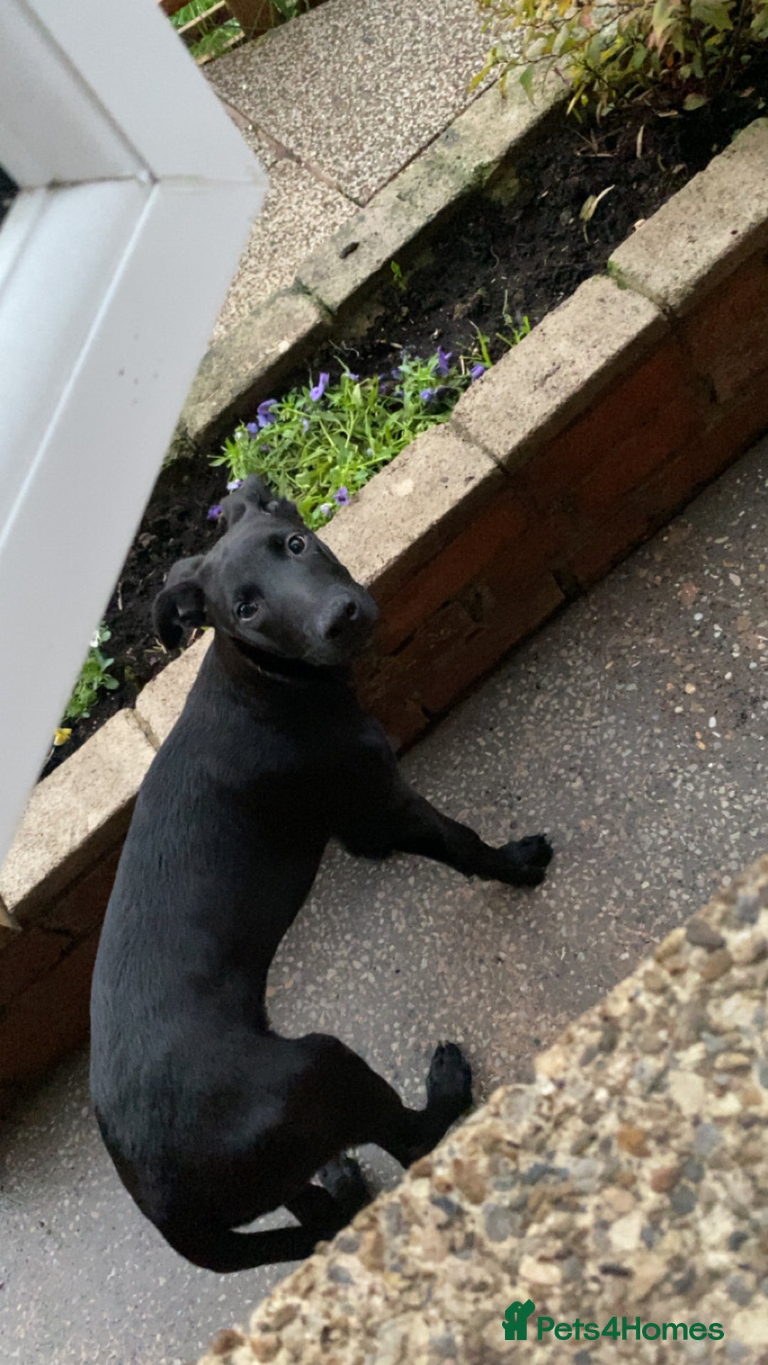 Mixed Breed dogs for sale: Saluki bull greyhound cross mali - Image 4