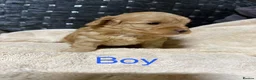 Shihpoo dogs for sale: Beautiful Shihpoo puppies - Advert 6