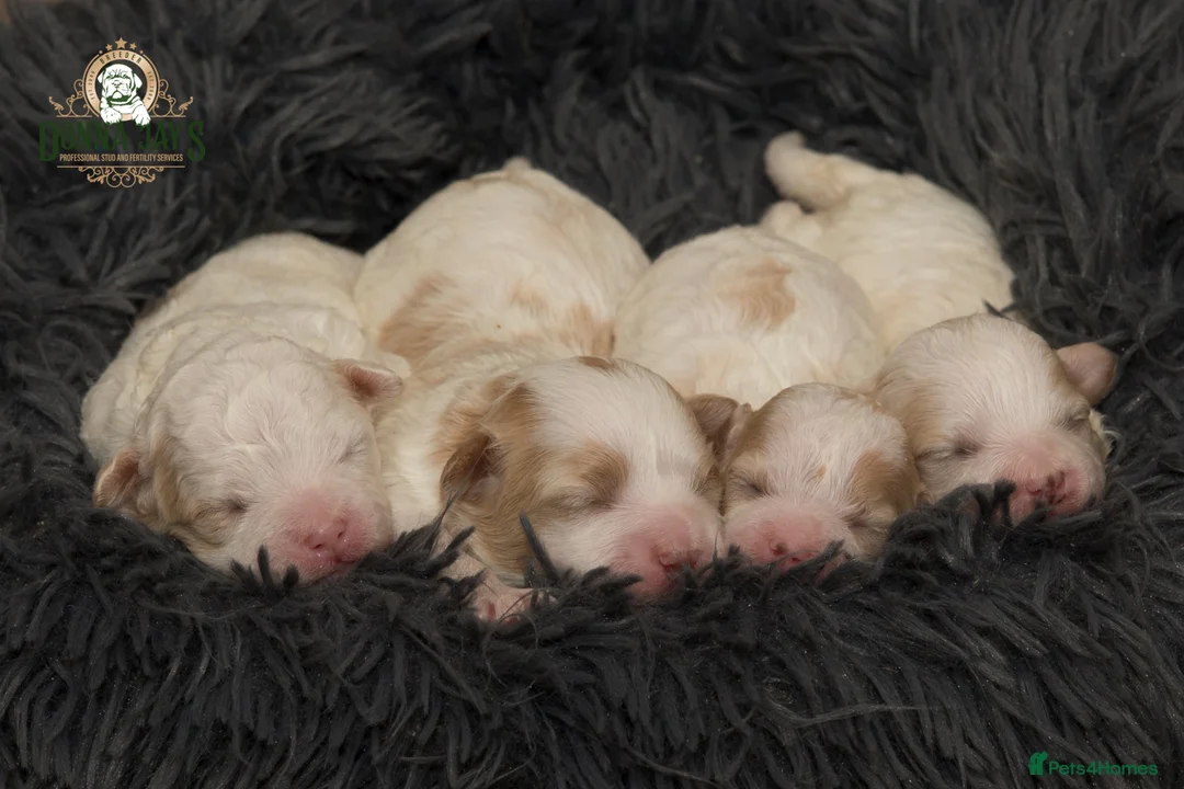 Shihpoo dogs for sale: DonnaJays something truly special 🌟🌟🌟🌟🌟 - Advert 10