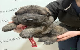 German Shepherd dogs for sale: Kcreg blue sable carrying Isabella GSD pups  - Image 1