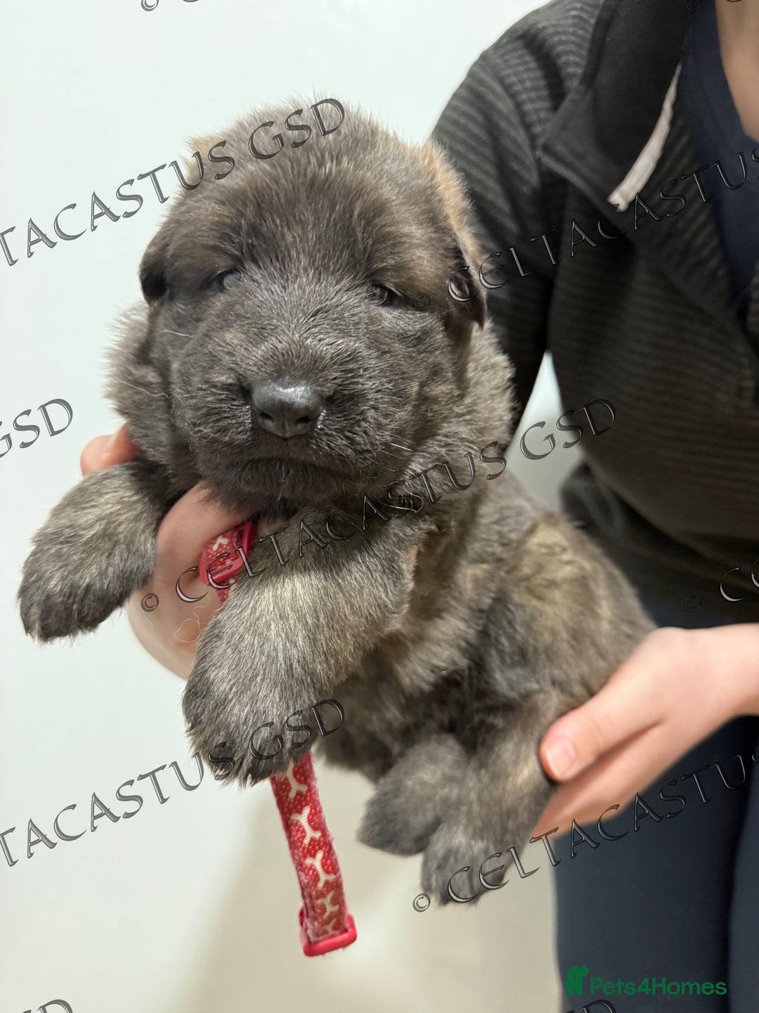 German Shepherd dogs for sale: Kcreg blue sable carrying Isabella GSD pups  - Image 1
