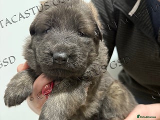 German Shepherd dogs Kcreg blue sable carrying Isabella GSD pups - Advert 4