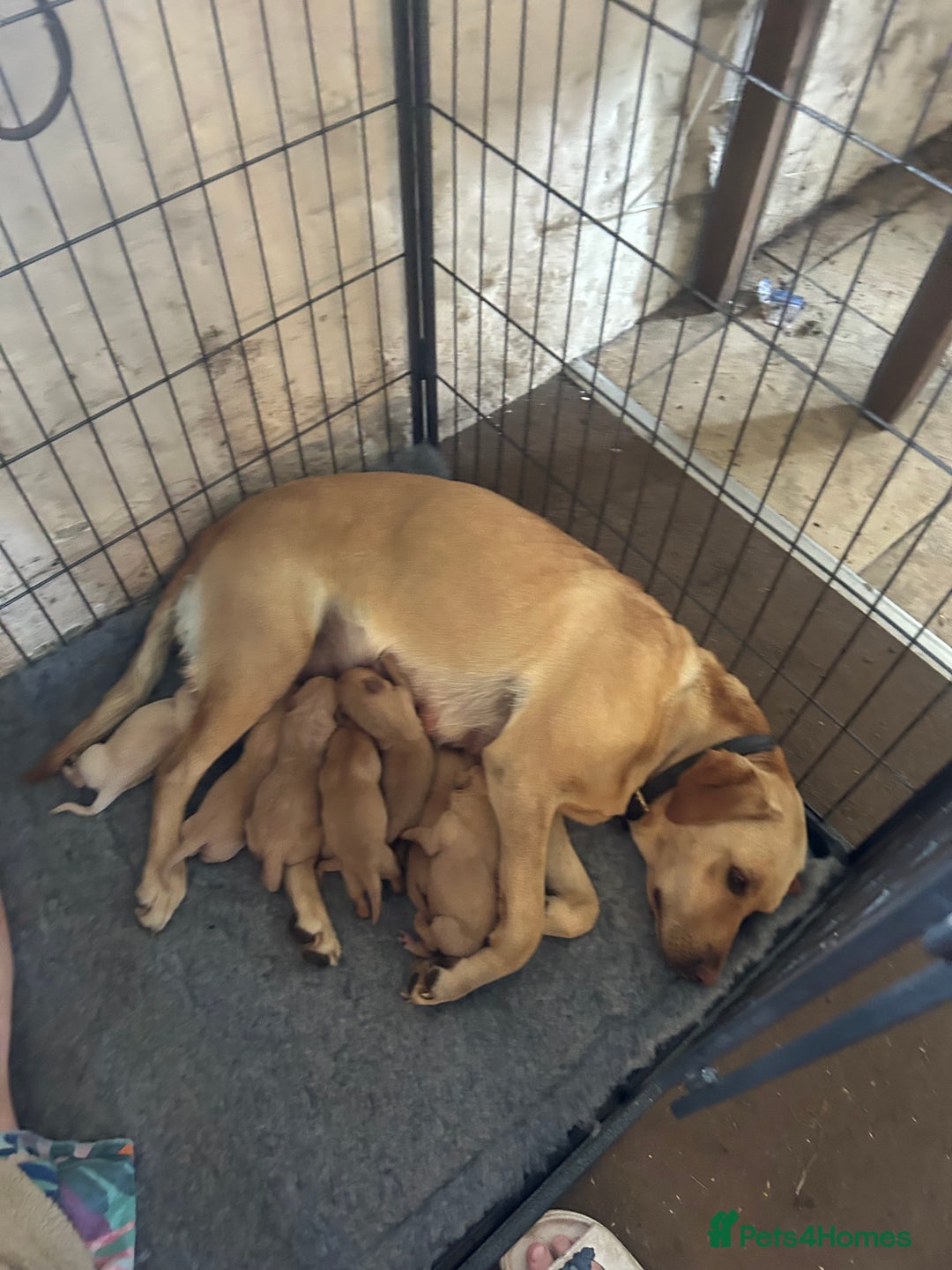 Labrador Retriever dogs for sale: Yellow and fox red Labrador pups - Image 10