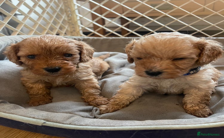 Cavapoo dogs - Advert 3