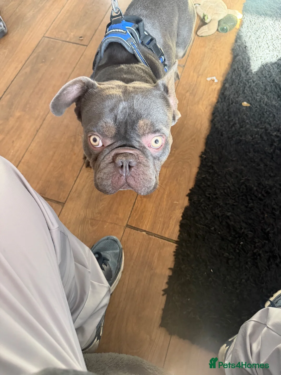 French Bulldog dogs for sale: Dog for sale  - Advert 2