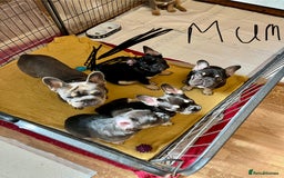 French Bulldog dogs for sale: Beautiful French bulls  - Image 25