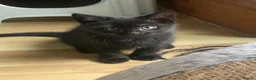 Mixed Breed cats for sale: 2 Kittens for sale  - Advert 11