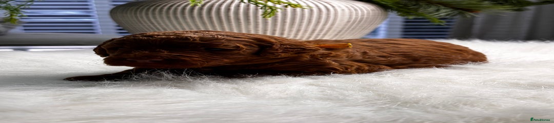 Labradoodle Puppy 5 Yellow 