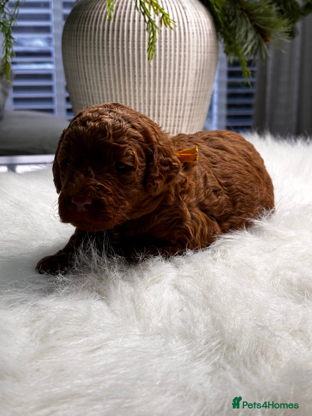 Labradoodle dogs for sale: Premium Multigen Labradoodle Puppies  - Advert 14