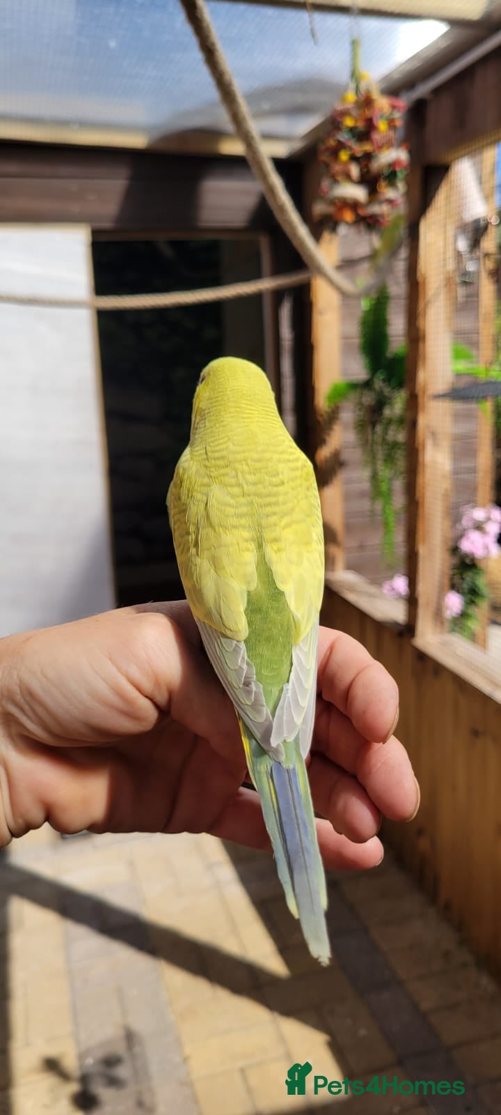 Budgerigars birds Baby Budgies for sale - Advert 2