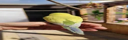Budgerigars birds for sale: Baby Budgies for sale in York - Advert 2