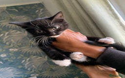 Mixed Breed cats for sale: 6 gorgeous kittens😍Ready Now - Image 12
