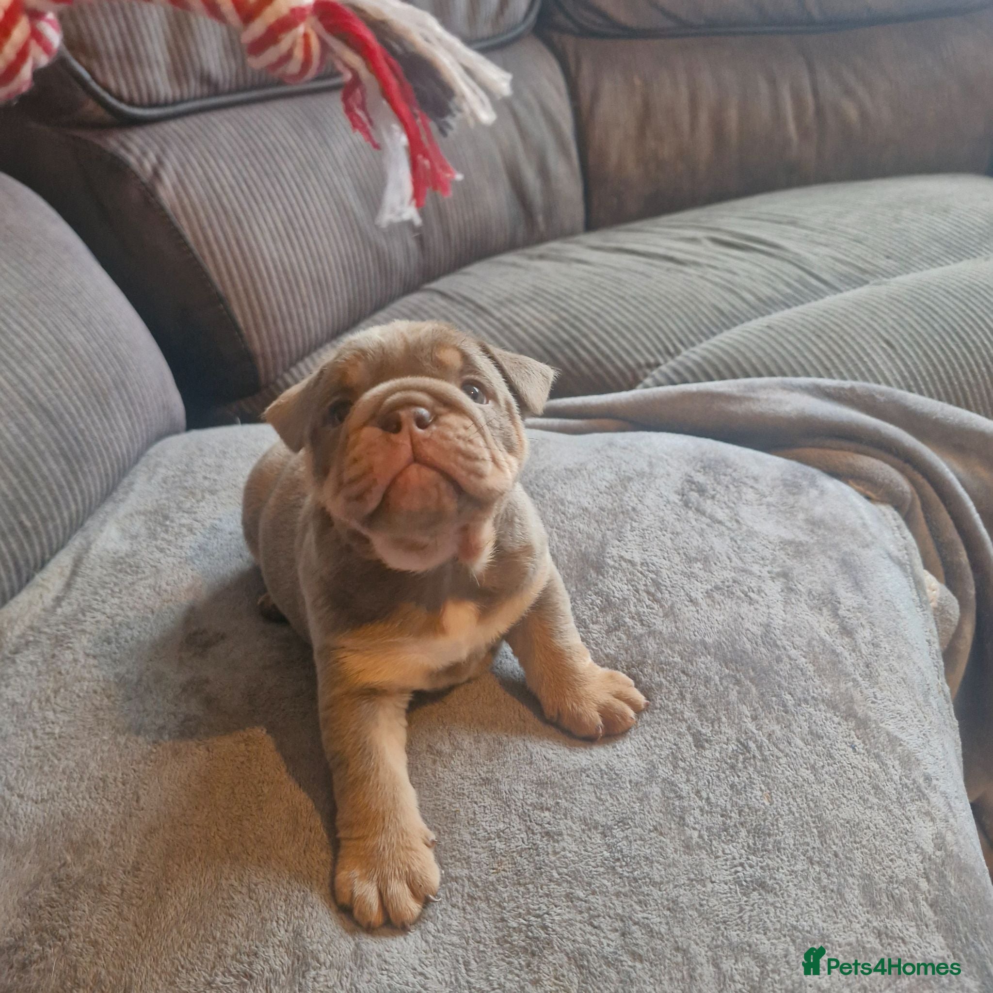English Bulldog dogs KC REGISTERED BLUE TRI ENGLISH BULLDOGS FOR SALE - Advert 2