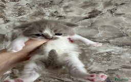 British Shorthair cats for sale: 🍫 🧸Beautiful TICA Registered British Short 🧸🍫 - Image 23