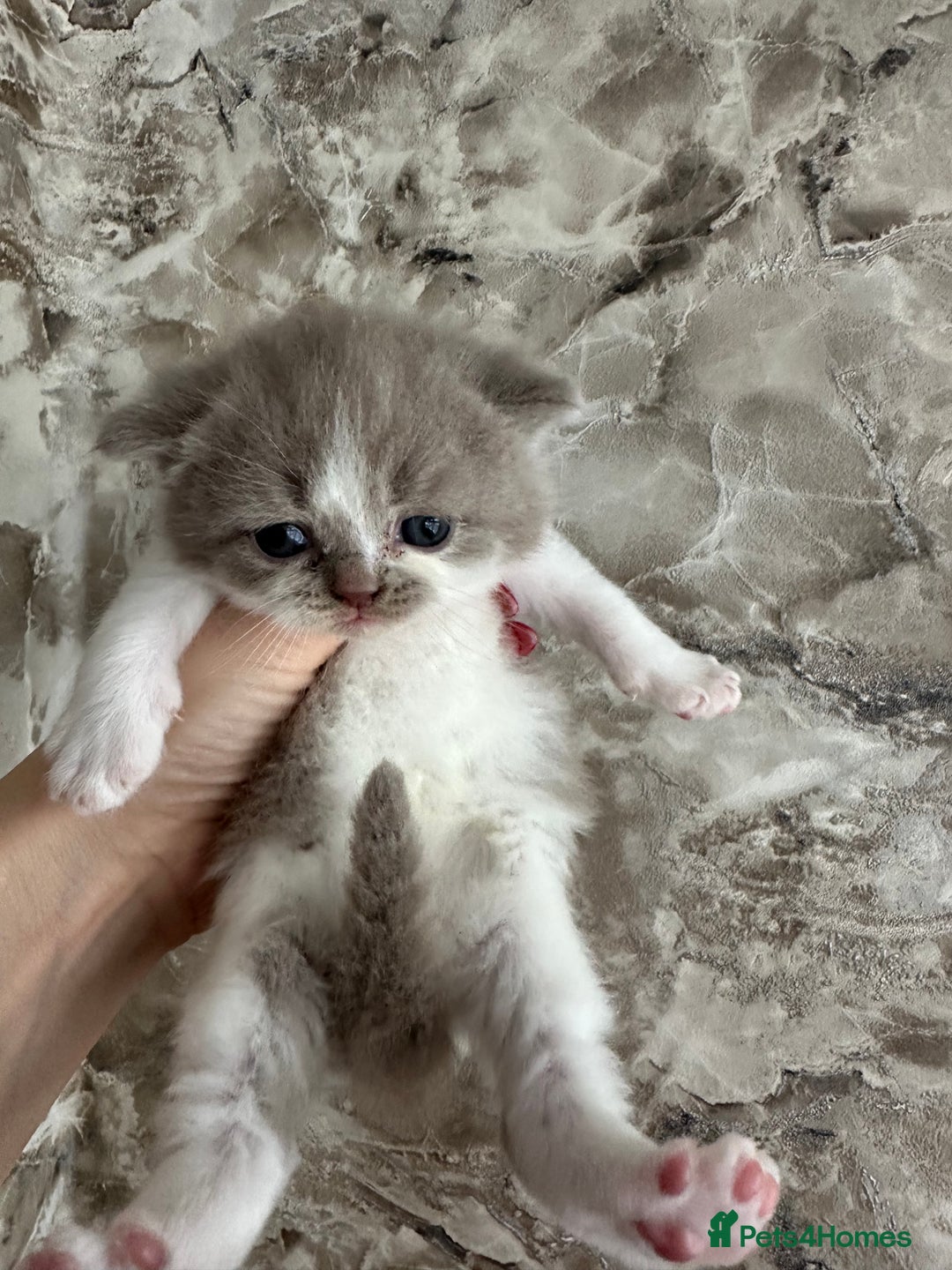 British Shorthair cats for sale: 🍫 🧸Beautiful TICA Registered British Short 🧸🍫 - Image 23