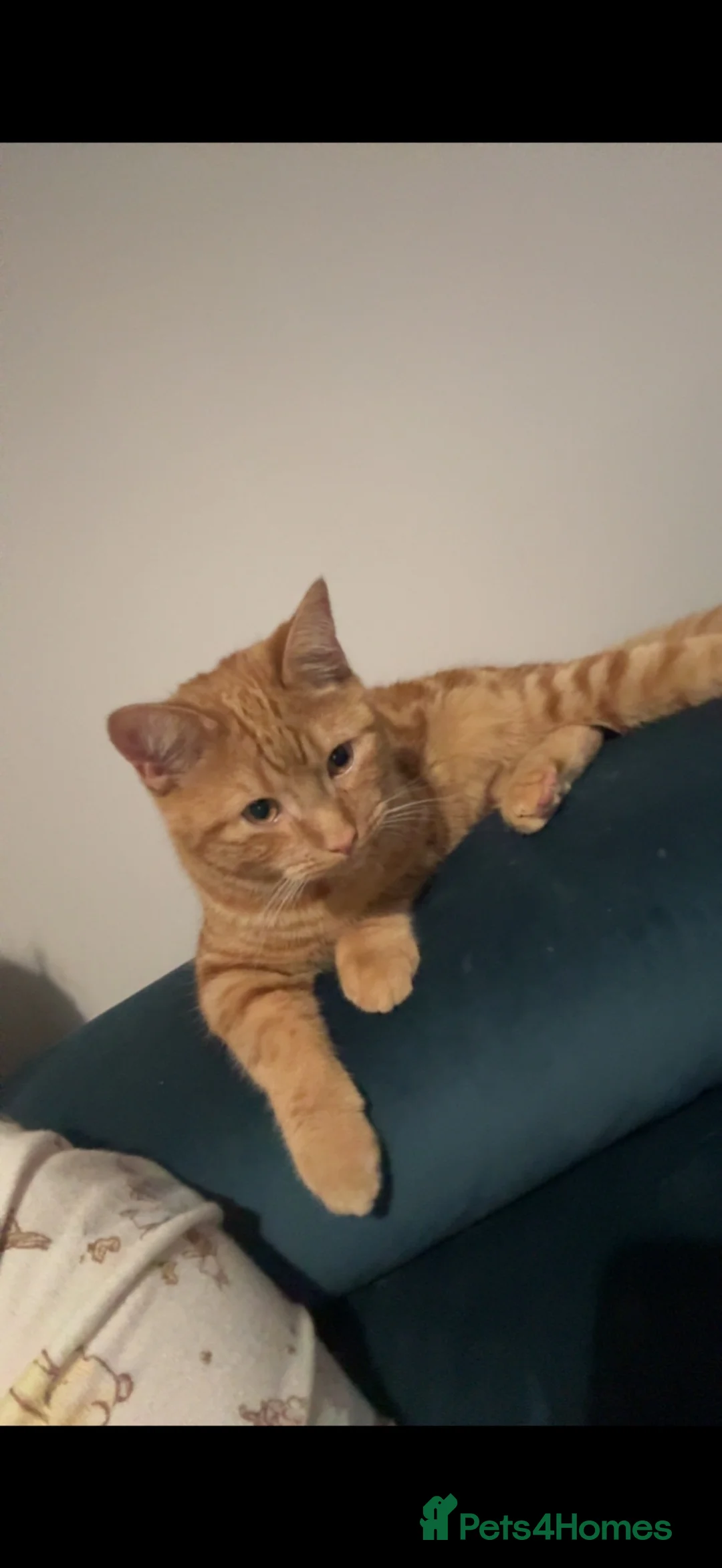 Mixed Breed cats for sale: Male cat  - Advert 2