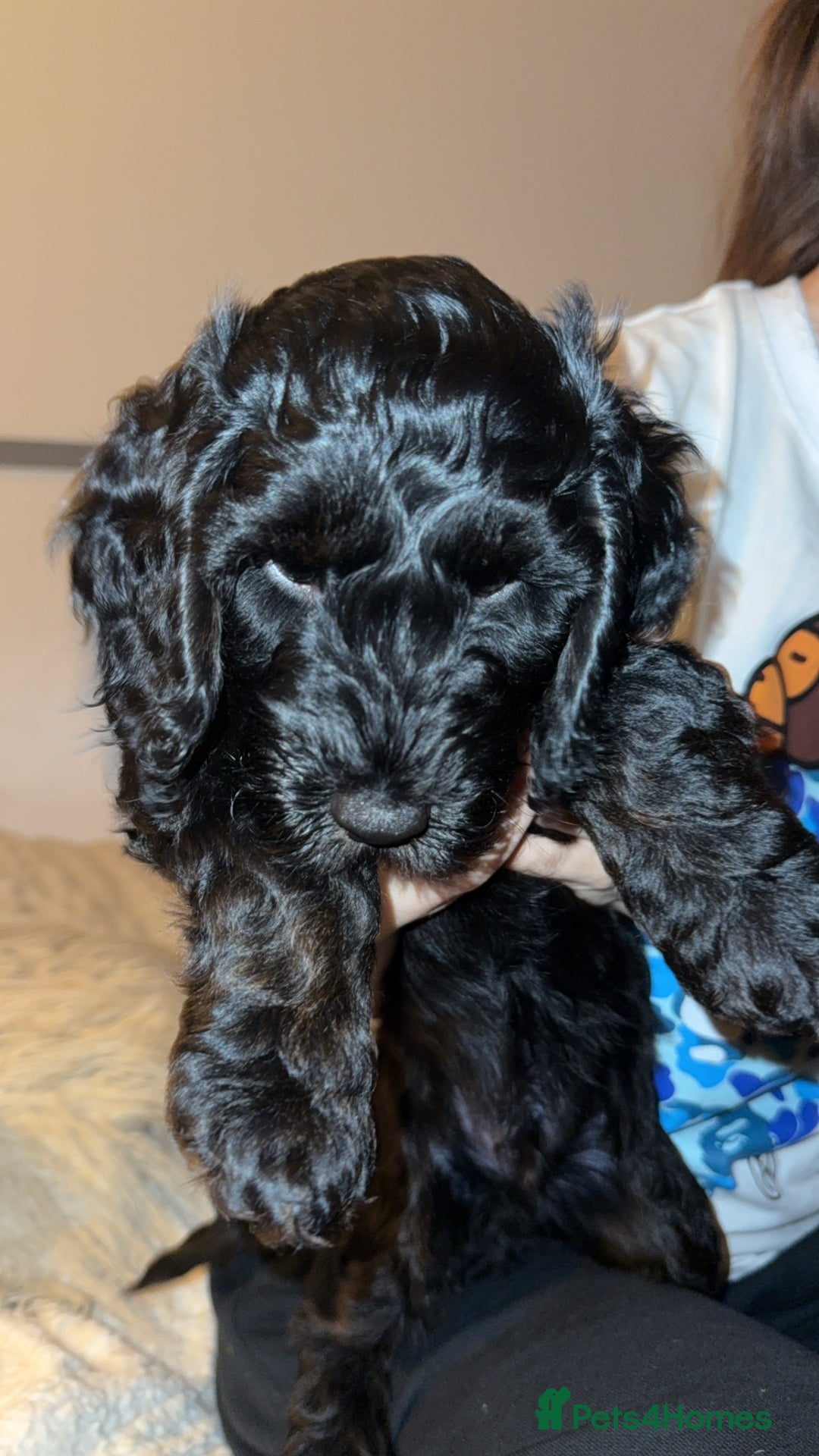 Cockapoo dogs for sale: F2 cockapoo for sale (black male left)  - Advert 4