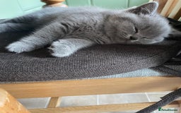 British Shorthair cats for sale: CHAMPION BSH PEDIGREE GCCF REGISTERED  - Image 2