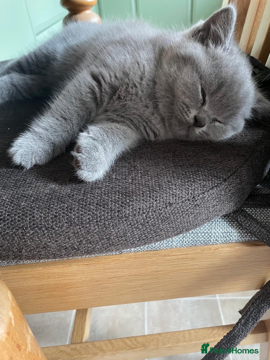 British Shorthair cats for sale: CHAMPION BSH PEDIGREE GCCF REGISTERED  - Image 2
