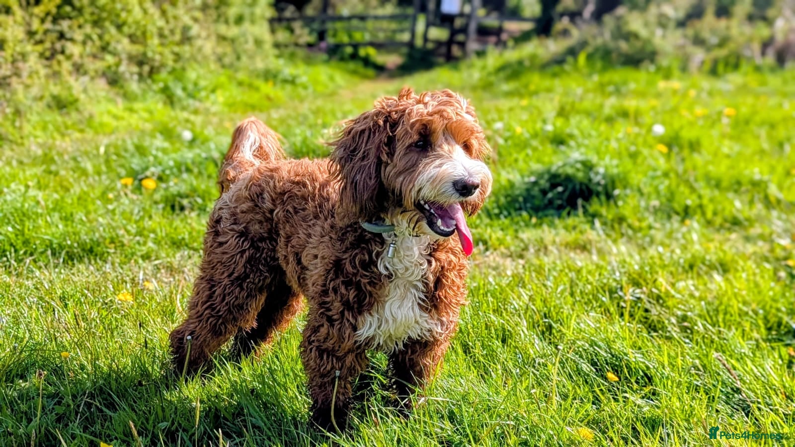 Goldendoodle dogs Tuxedo Australian Double Doodle - Advert 2